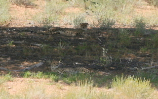 Image de Acinonyx Brookes 1828