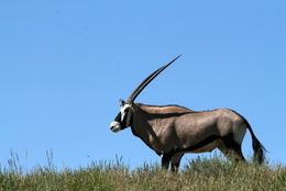 Image of Gemsbok