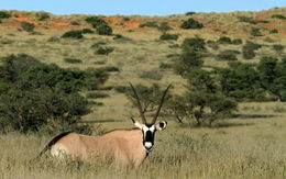 Image of Gemsbok