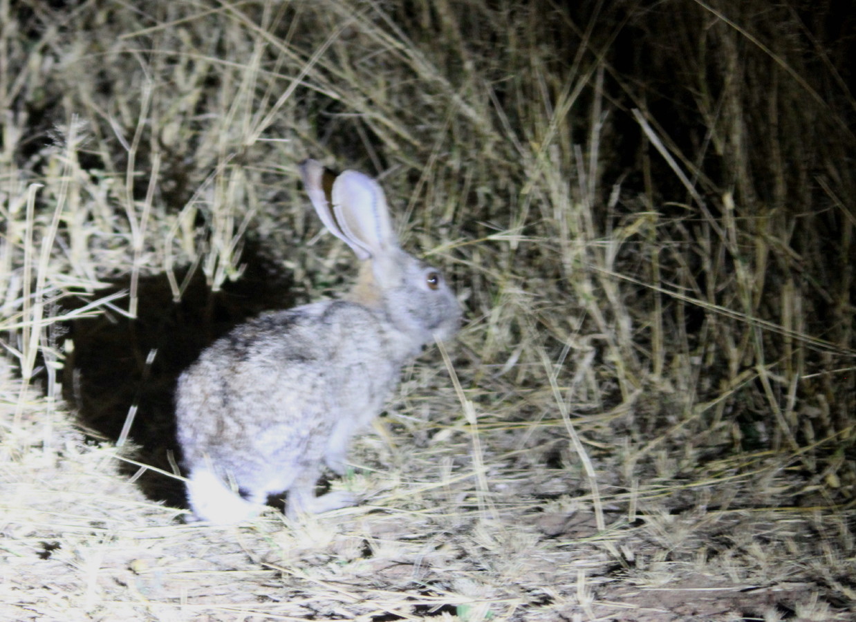 Image of Savannah Hare