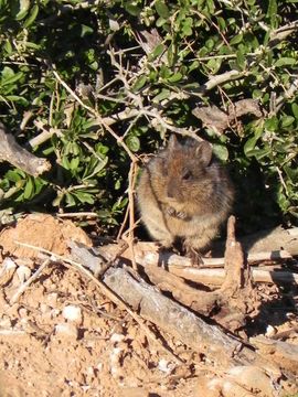 Image of Southern African Vlei Rat