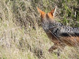 Image of Black-backed Jackal