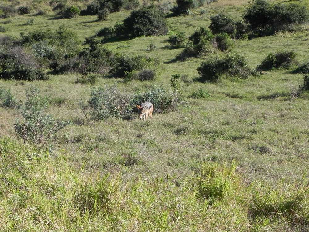 Image of Black-backed Jackal