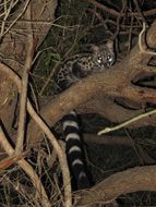 Image of Cape Genet