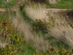 Sivun Mustakorva-antilooppi kuva