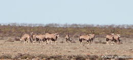 Image of Gemsbok