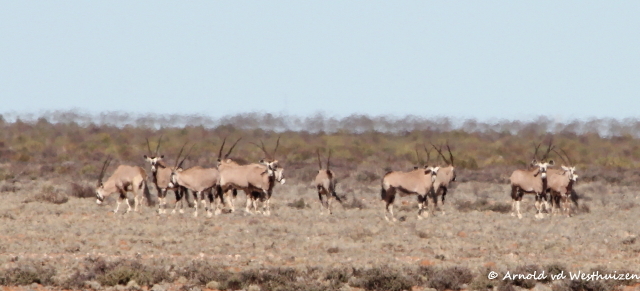 Image of Gemsbok