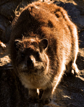 Image of Rock Hyrax