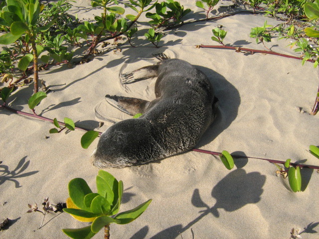 Image of Amsterdam Island Fur Seal