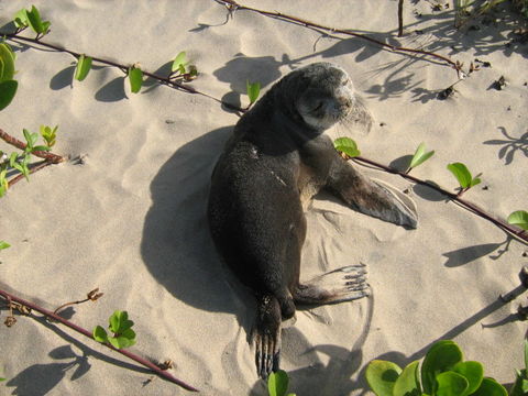 Image of Amsterdam Island Fur Seal