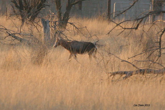 Image of Blesbok