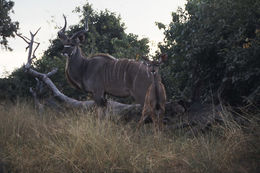 Image of Greater Kudu