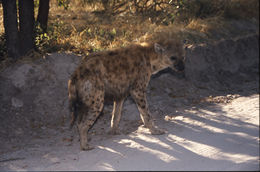 Image of Spotted Hyaenas