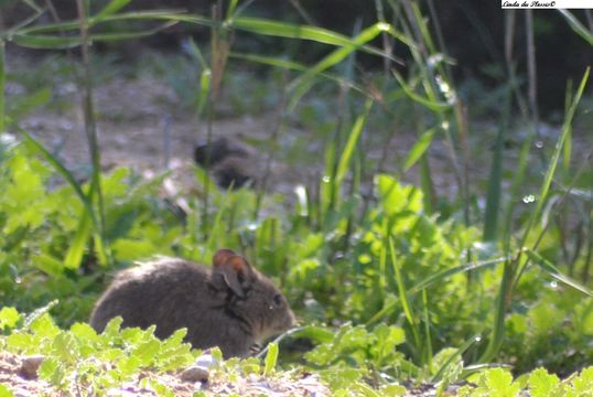 Image of Southern African Vlei Rat