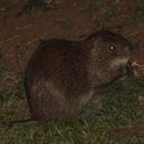 Image of Greater Cane Rat