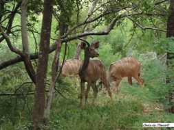 Image of Greater Kudu