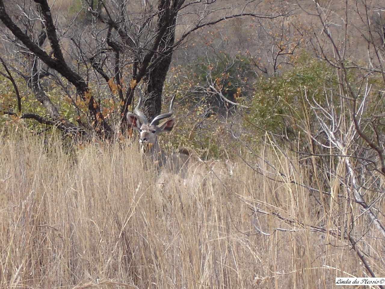 Image of Greater Kudu