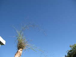 Image de Eragrostis leptostachya (R. Br.) Steud.