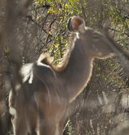 Image of Greater Kudu