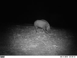 Image of Bush-pig