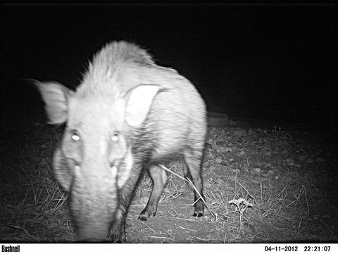 Image of Bush-pig