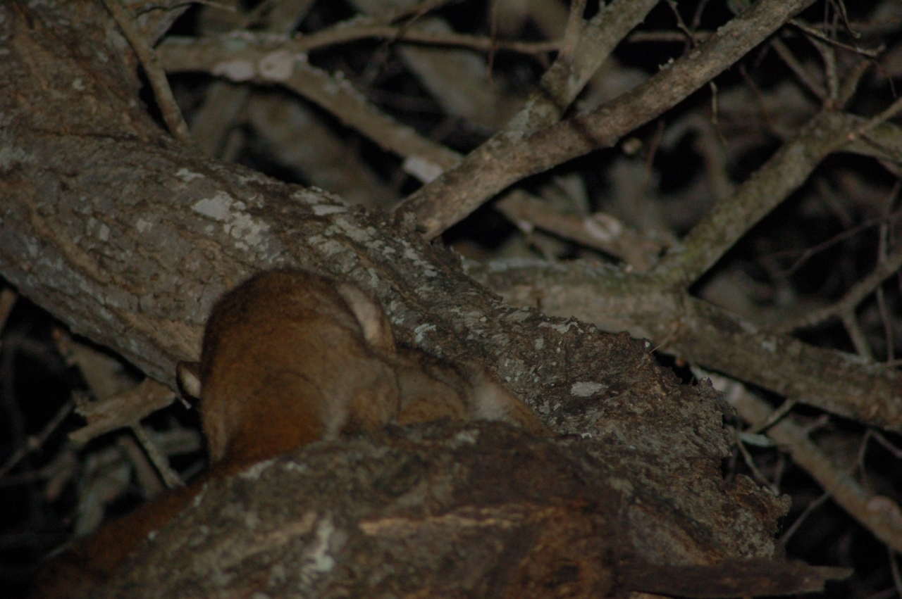 Image of Greater galago