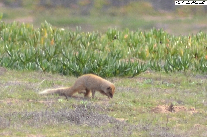 Image of Yellow Mongoose