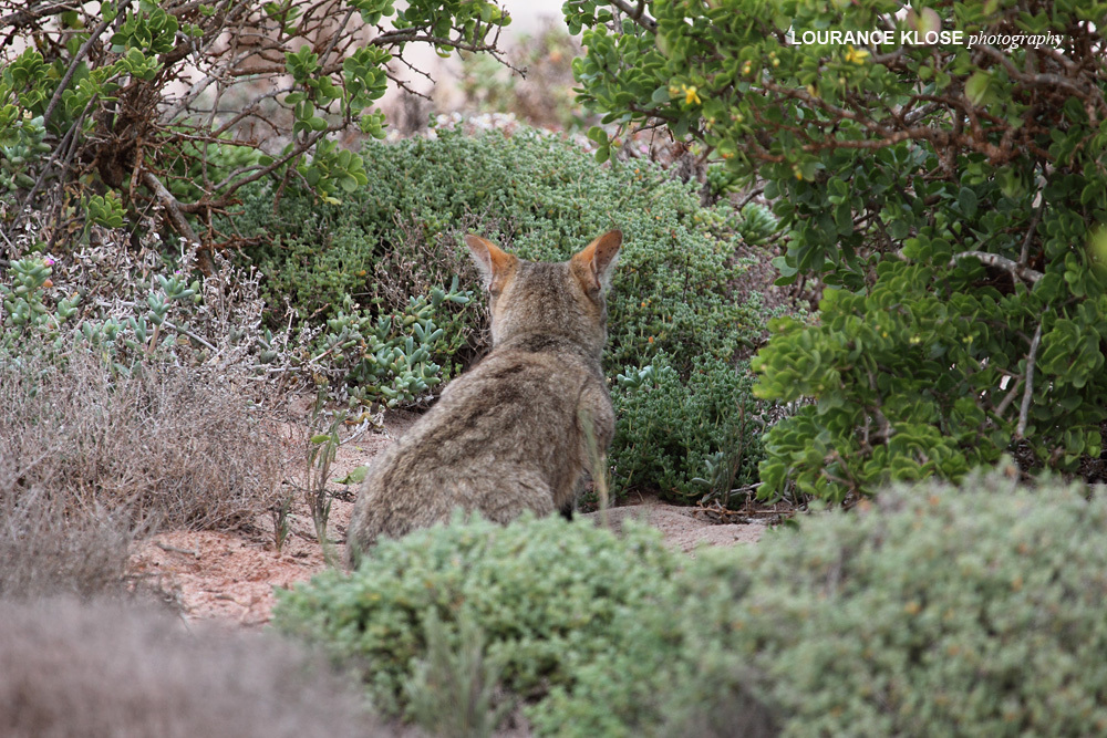 Image of wild cat