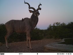 Image of Greater Kudu