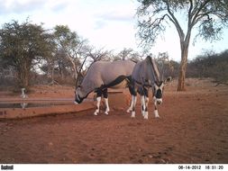 Image of Gemsbok