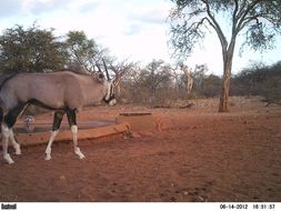 Image of Gemsbok