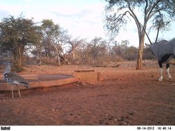 Image of Gemsbok