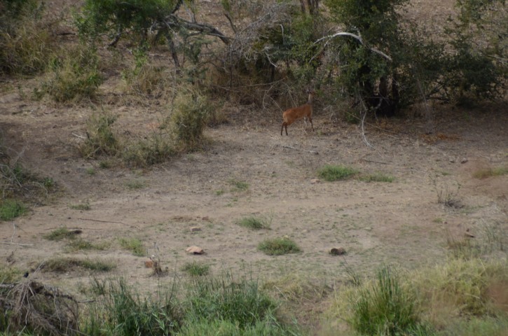 Image of Bushbuck