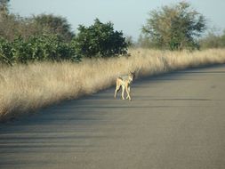 Image of Black-backed Jackal