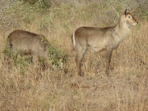 Image of Ellipsen Waterbuck