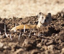 Image of Yellow Mongoose