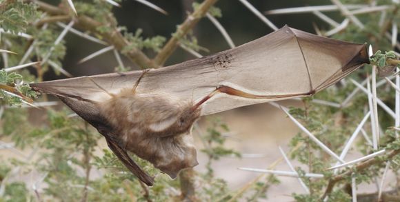 Image of Cape Leaf-nosed bat