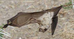 Image of Cape Leaf-nosed bat