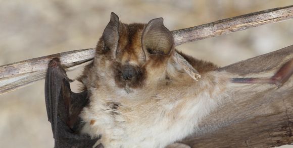 Image de Hipposideros caffer (Sundevall 1846)