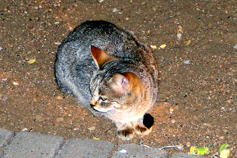 Image of wild cat