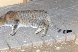 Image of wild cat