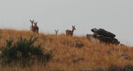 Image of Mountain Reedbuck