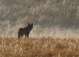 Image of Black-backed Jackal