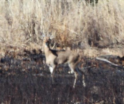 Image of Southern Reedbuck