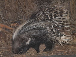 Image of African Porcupine