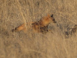 Image of Aardwolves