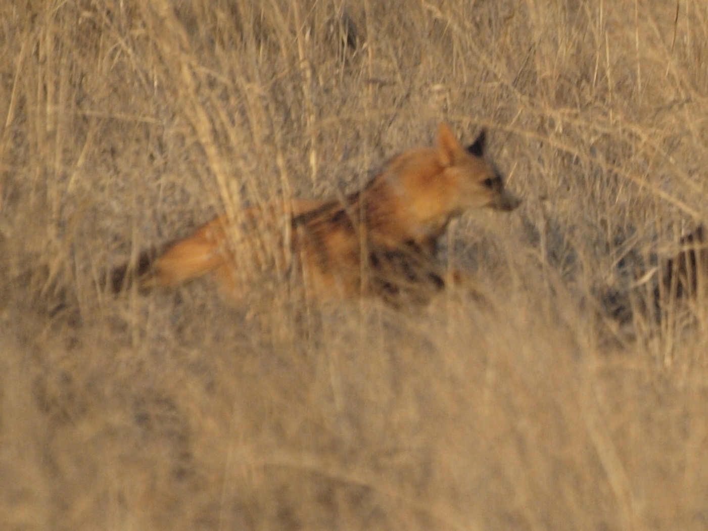 Image of Aardwolves