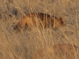 Image of Aardwolves