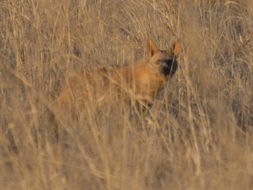 Image of Aardwolves