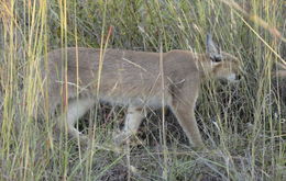 Image of Caracals